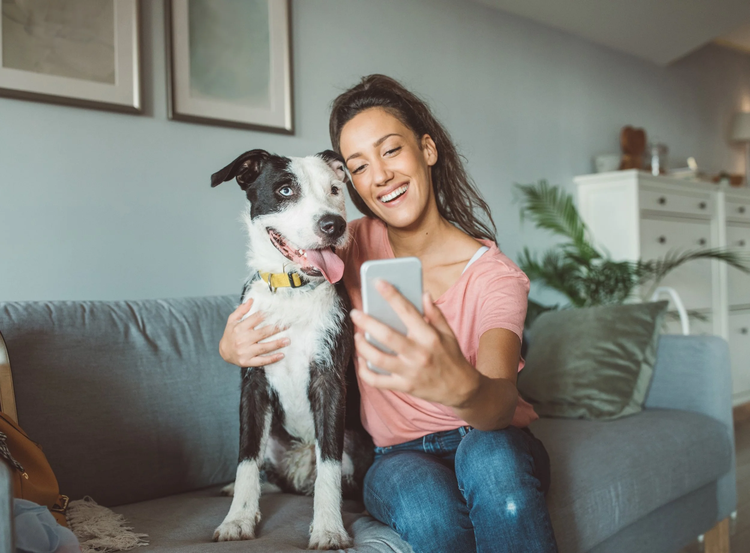 Vetibility Vision for Modern Veterinary Medicine