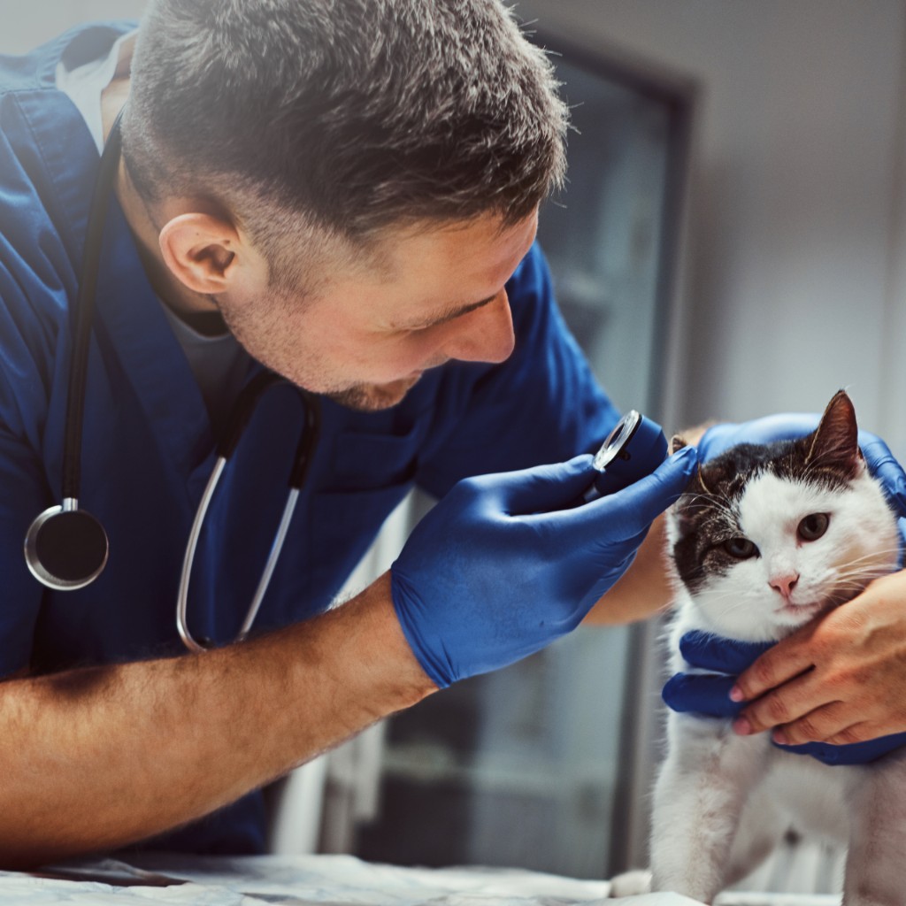 Veterinarian examining a cat with an otoscope during an in-clinic visit