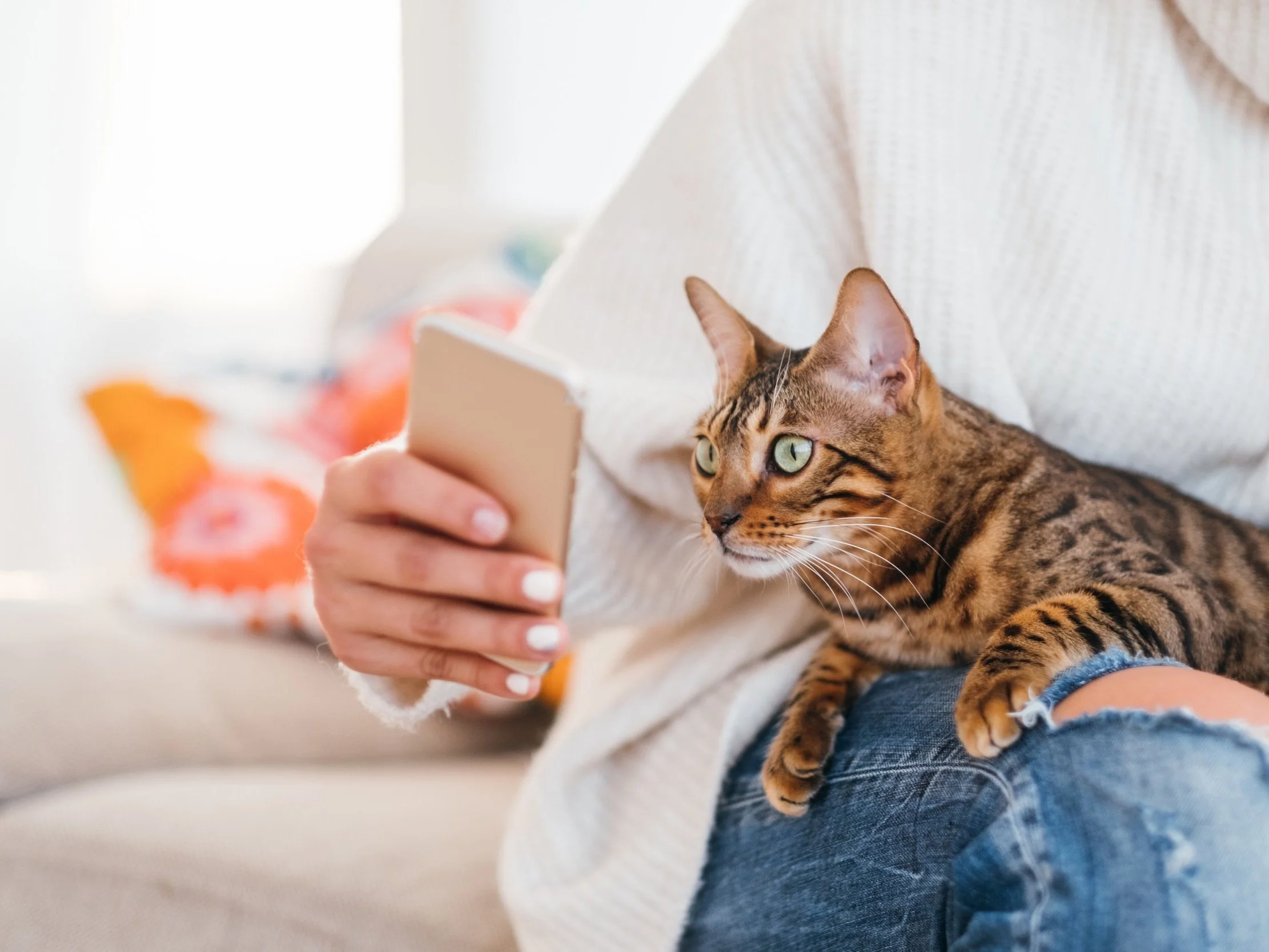 Veterinarian Consulting Pet Owner Online via Telemedicine